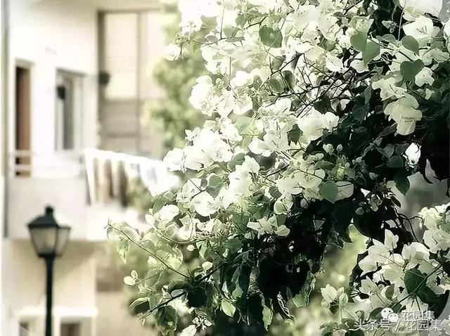 庭院设计中常用的绿化景观树 庭院设计中常用的绿化景观树