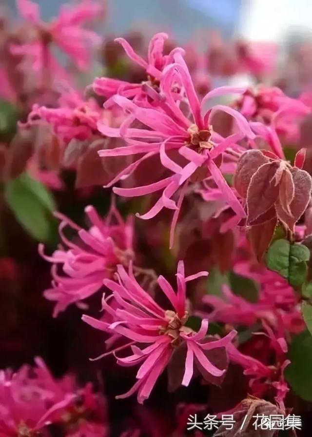 庭院设计中常用的绿化景观树 庭院设计中常用的绿化景观树