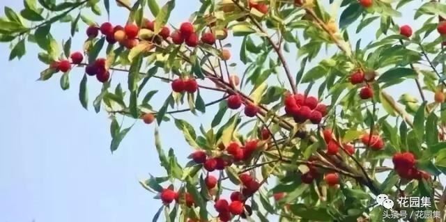 庭院设计中常用的绿化景观树 庭院设计中常用的绿化景观树