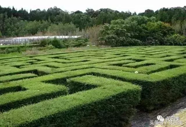 庭院设计中常用的绿化景观树 庭院设计中常用的绿化景观树