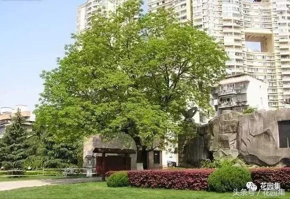 庭院设计中常用的绿化景观树 庭院设计中常用的绿化景观树