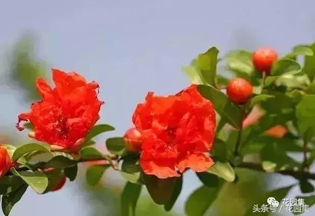 庭院设计中常用的绿化景观树 庭院设计中常用的绿化景观树