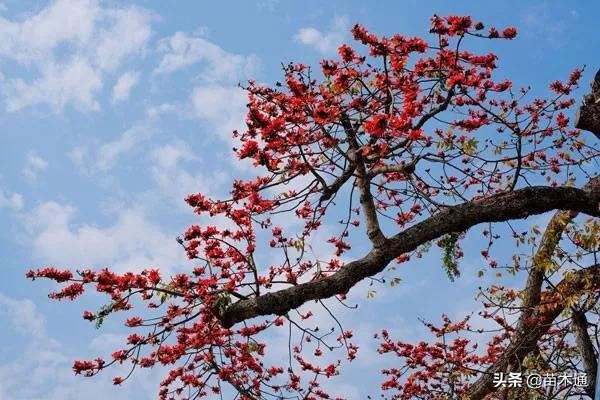 这些漂亮的绿化树种,哪一种最被看好? 这些漂亮的绿化树种,哪一种最被看好?