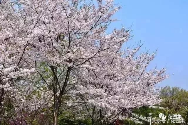 庭院设计中常用的绿化景观树 庭院设计中常用的绿化景观树