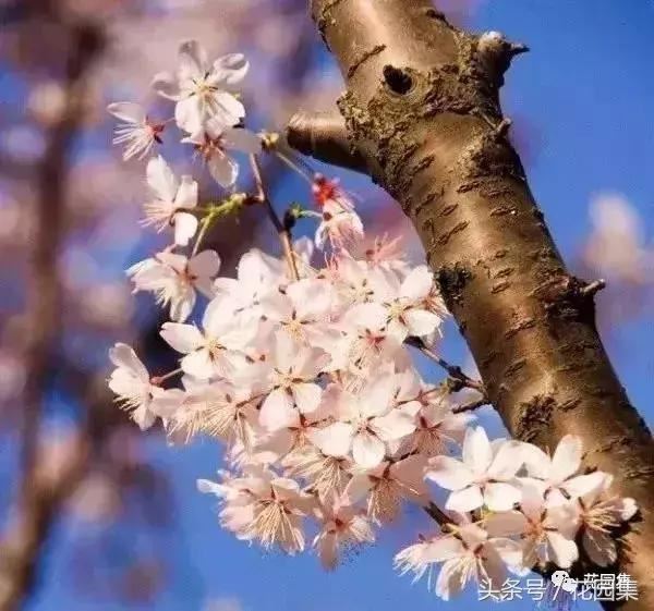 庭院设计中常用的绿化景观树 庭院设计中常用的绿化景观树