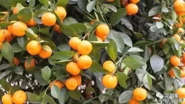 庭院设计中常用的绿化景观树 庭院设计中常用的绿化景观树