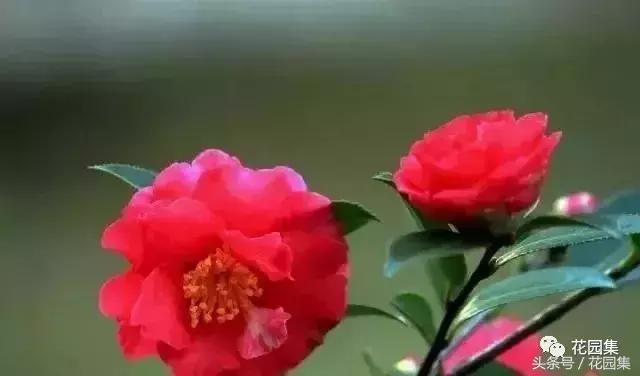 庭院设计中常用的绿化景观树 庭院设计中常用的绿化景观树