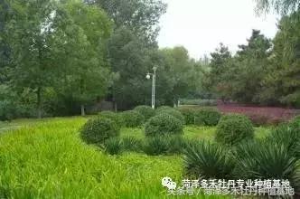 前期介入园林绿化工程该注意的问题