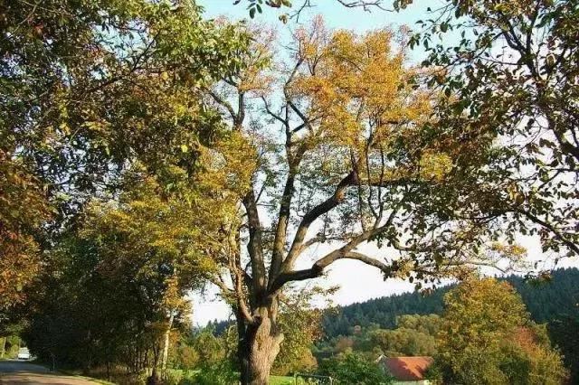 城市绿化中不能缺少的树种，你知道有哪些吗？