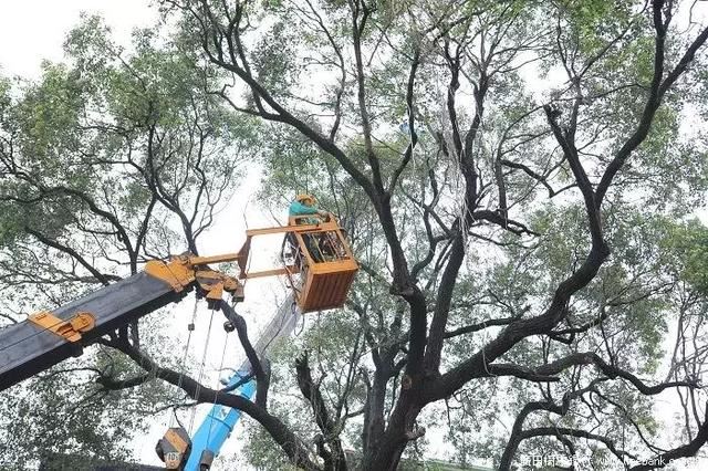 绿化养护很重要，但比这更重要事情你可能忘了