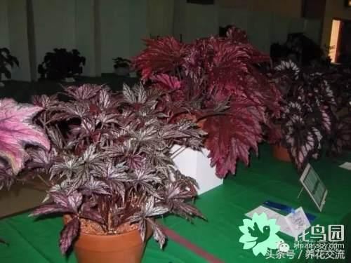 这几种花卉只有一年的寿命，但却没人不喜欢它们