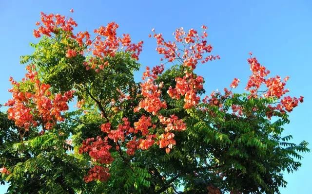 城市绿化中不能缺少的树种，你知道有哪些吗？