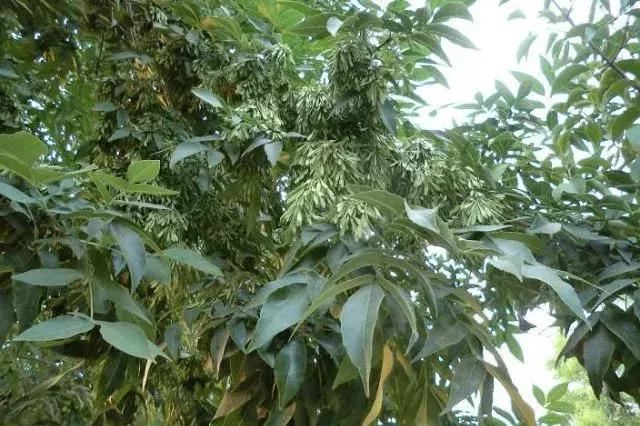 城市绿化中不能缺少的树种，你知道有哪些吗？