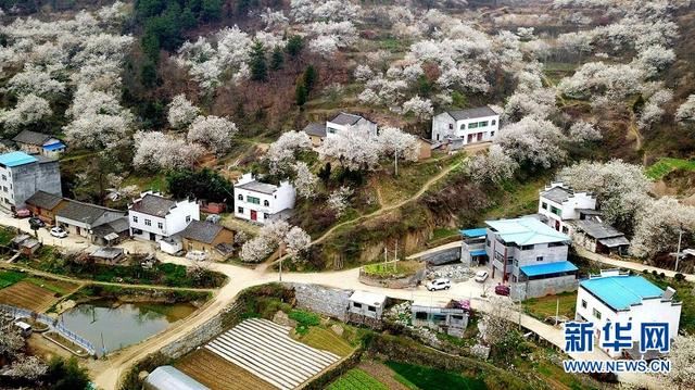樱桃花开 春山可望