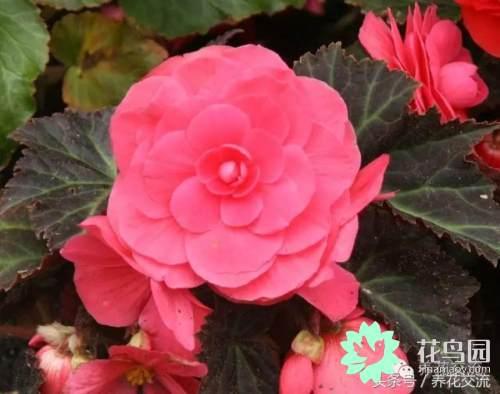 这几种花卉只有一年的寿命，但却没人不喜欢它们