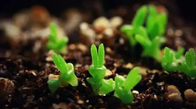 园林绿化工程中存在的部分问题及建议 园林绿化工程中存在的部分问题及建议