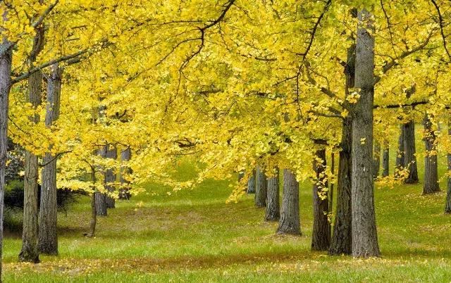 城市绿化中不能缺少的树种，你知道有哪些吗？