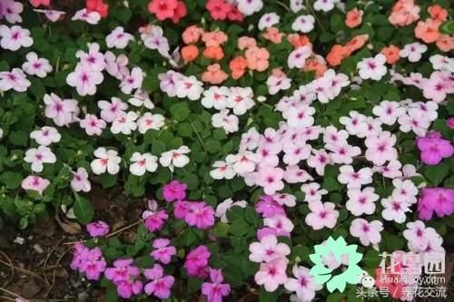 这几种花卉只有一年的寿命，但却没人不喜欢它们