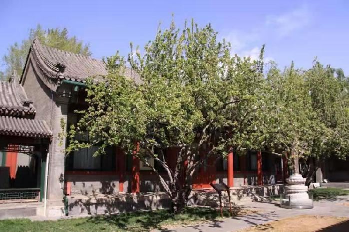 四合院的绿化有讲究，别种错了！