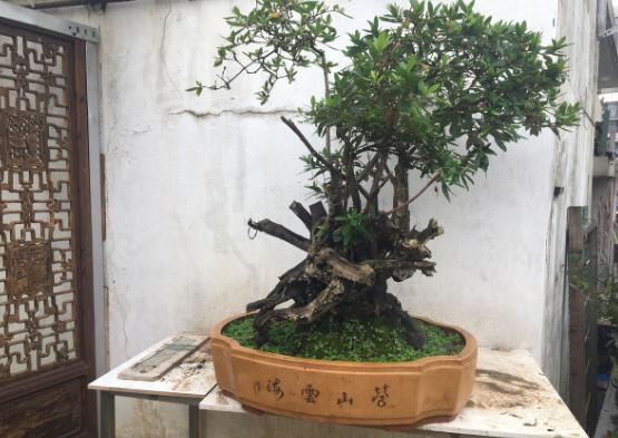朋友送了一个老桩，价值珍贵却超难养，会养的都是大神