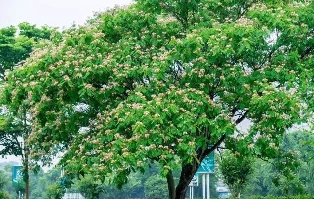 城市绿化中不能缺少的树种，你知道有哪些吗？