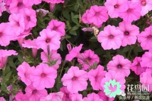 这几种花卉只有一年的寿命，但却没人不喜欢它们