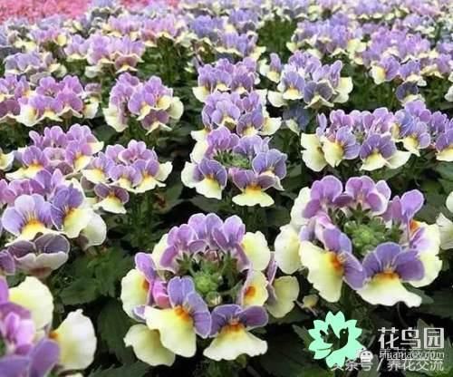 这几种花卉只有一年的寿命，但却没人不喜欢它们