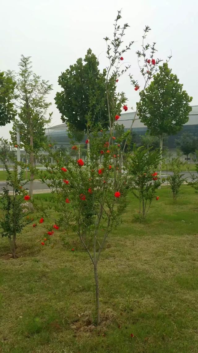 城市绿化对改善城市生态环境具有哪些不可或缺的作用？