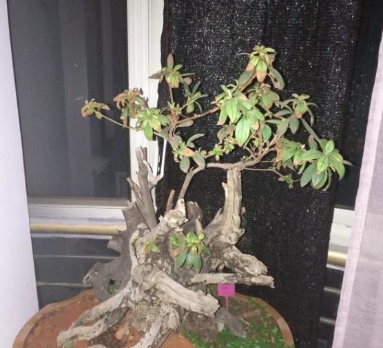 朋友送了一个老桩，价值珍贵却超难养，会养的都是大神