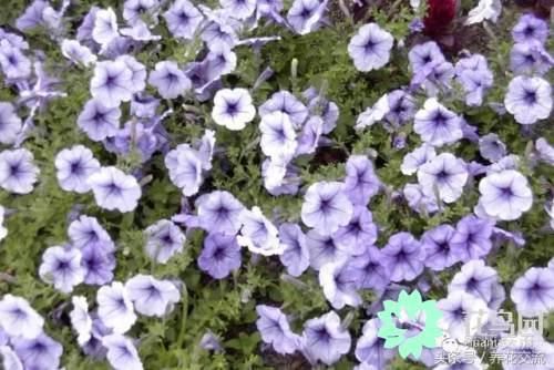 这几种花卉只有一年的寿命，但却没人不喜欢它们