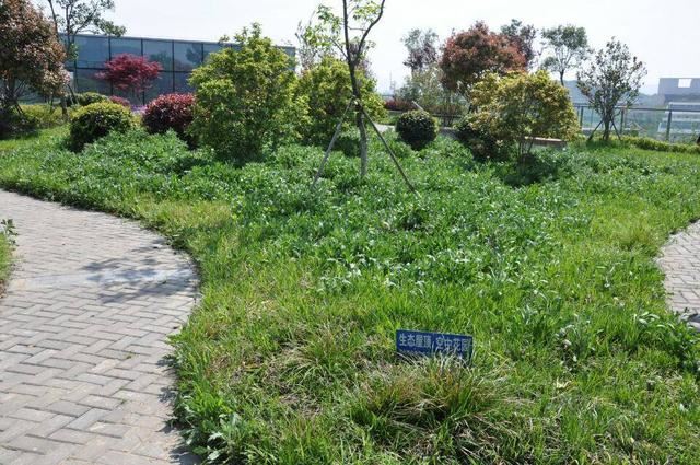 城市绿化对改善城市生态环境具有哪些不可或缺的作用？