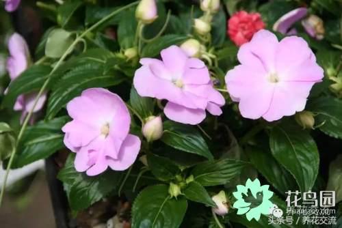 这几种花卉只有一年的寿命，但却没人不喜欢它们