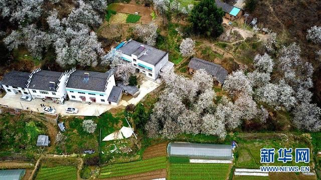 樱桃花开 春山可望