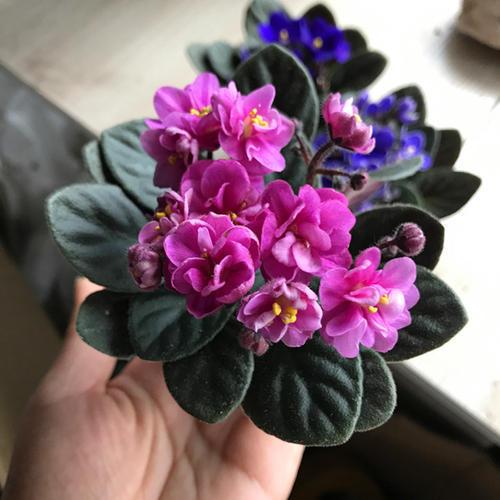 一种国际名花,自己可以种,做好两点就爆盆,全年几乎都在开花 一种国际名花,自己可以种,做好两点就爆盆,全年几乎都在开花