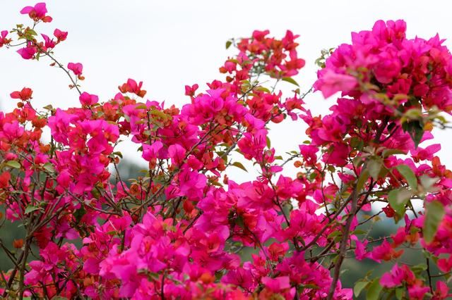 适合在家里养护的四种花,开花漂亮不断茬,高端大气有面子 适合在家里养护的四种花,开花漂亮不断茬,高端大气有面子