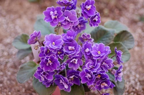 一种国际名花,自己可以种,做好两点就爆盆,全年几乎都在开花 一种国际名花,自己可以种,做好两点就爆盆,全年几乎都在开花