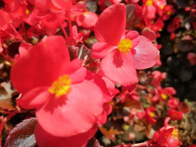 这花有一个令人断肠的故事，花1块钱买棵小苗，可以连续开花多年