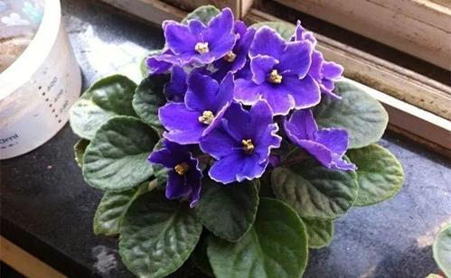 一种国际名花,自己可以种,做好两点就爆盆,全年几乎都在开花 一种国际名花,自己可以种,做好两点就爆盆,全年几乎都在开花