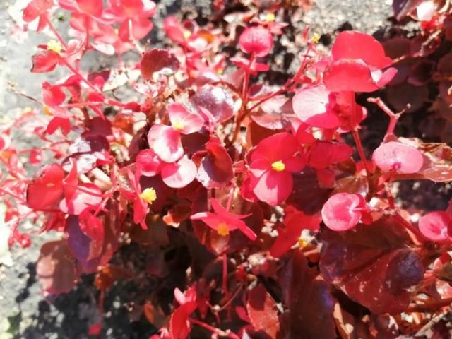 这花有一个令人断肠的故事，花1块钱买棵小苗，可以连续开花多年