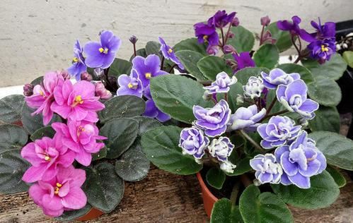 一种国际名花,自己可以种,做好两点就爆盆,全年几乎都在开花 一种国际名花,自己可以种,做好两点就爆盆,全年几乎都在开花