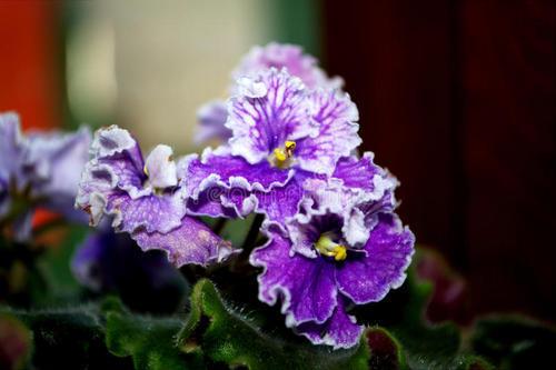 一种国际名花,自己可以种,做好两点就爆盆,全年几乎都在开花 一种国际名花,自己可以种,做好两点就爆盆,全年几乎都在开花