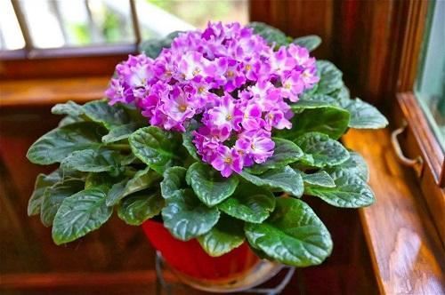 一种国际名花,自己可以种,做好两点就爆盆,全年几乎都在开花 一种国际名花,自己可以种,做好两点就爆盆,全年几乎都在开花