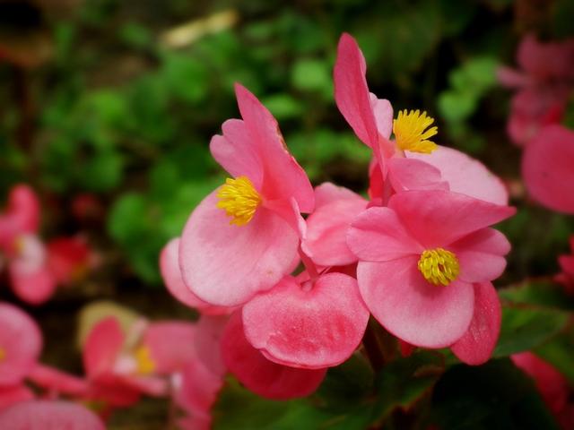 这花有一个令人断肠的故事，花1块钱买棵小苗，可以连续开花多年