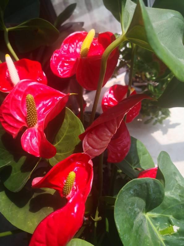 这花是耐阴花里的“小霸王”,好看好养,没光也能开爆盆 这花是耐阴花里的“小霸王”,好看好养,没光也能开爆盆