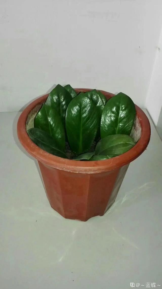 1个球切8块，丢土里就能冒芽，来年收获一大盆