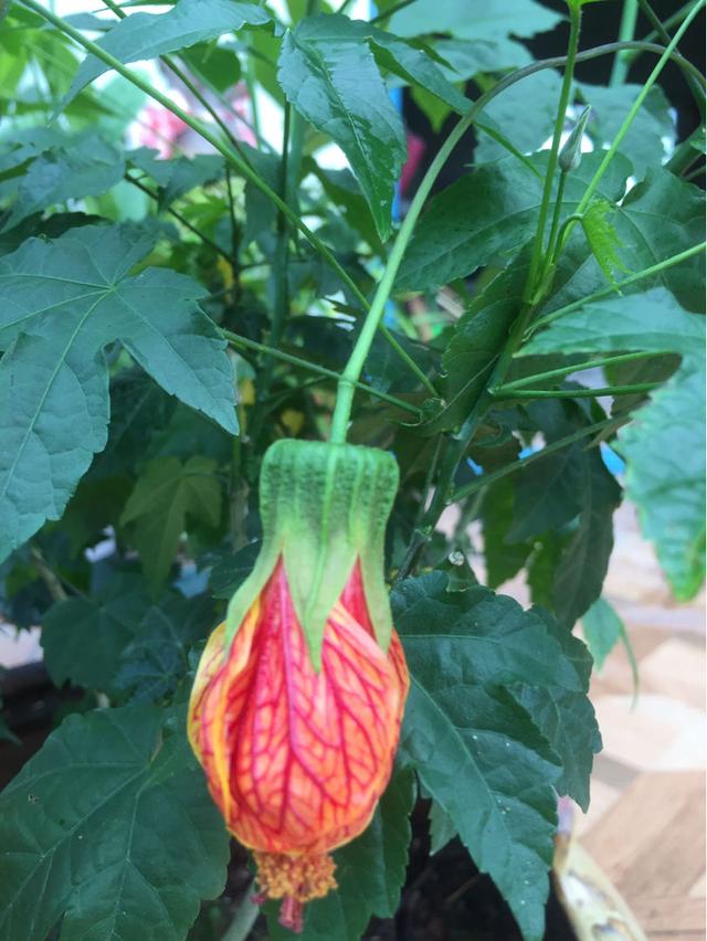 这花开花像小铃铛，一年能开5个月，真“超长待机”