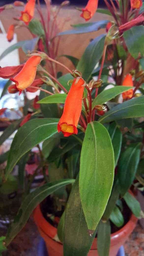 非常容易种植，花期长，花型像是张开嘴小鸟，特别可爱