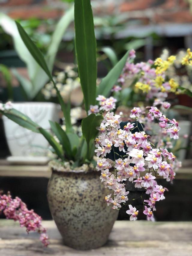 这花是耐阴花里的“小霸王”,好看好养,没光也能开爆盆 这花是耐阴花里的“小霸王”,好看好养,没光也能开爆盆