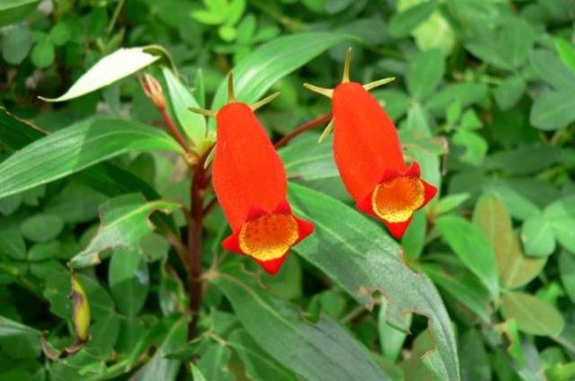 非常容易种植，花期长，花型像是张开嘴小鸟，特别可爱