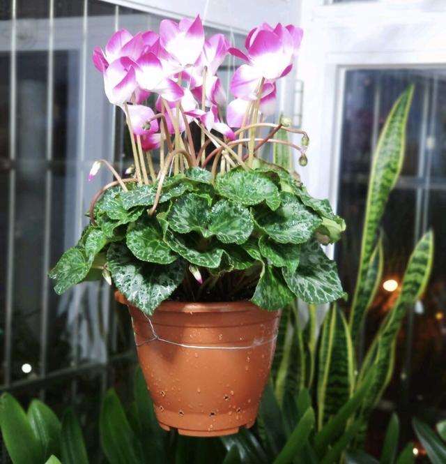 家里盆栽“花苞”不鲜艳？记得用上“2种”肥料，花又大又鲜艳